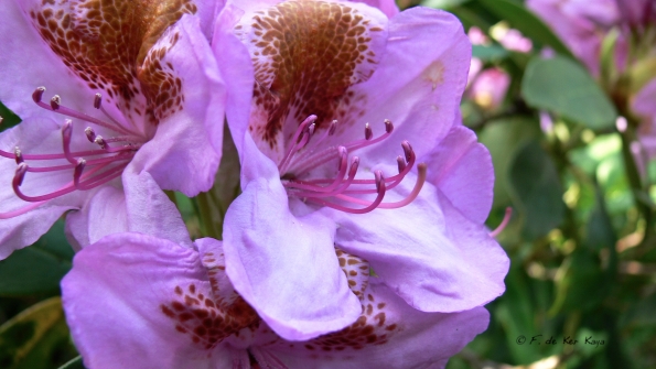 Bois des Moutiers (22) Juin 2012